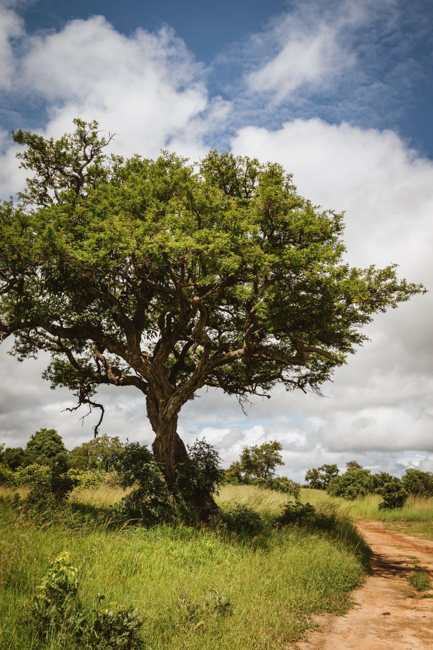 Biodiversity efforts in parks